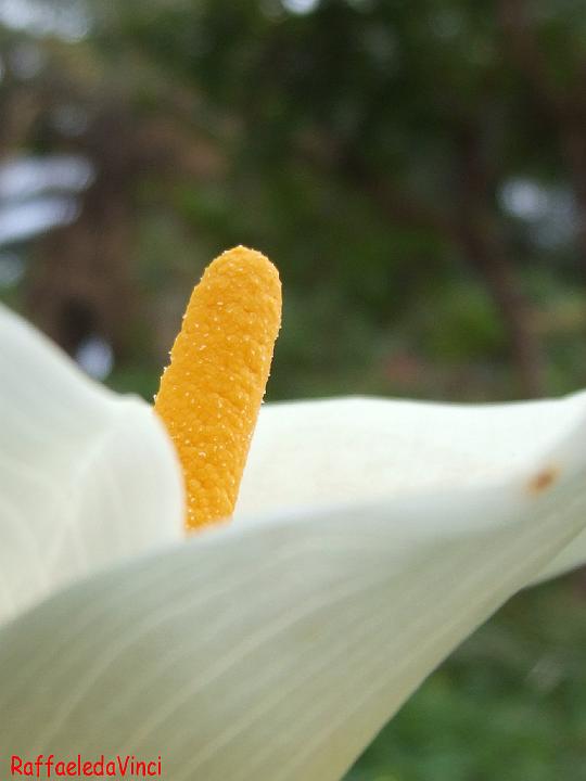 calla 20feb07 (4).jpg